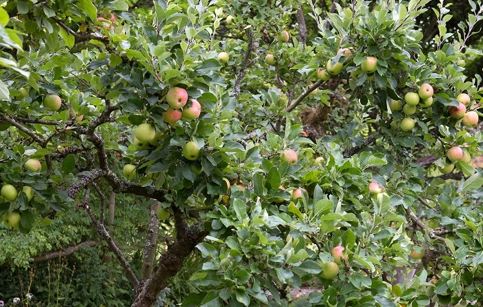 Why Little Apple Post Endures